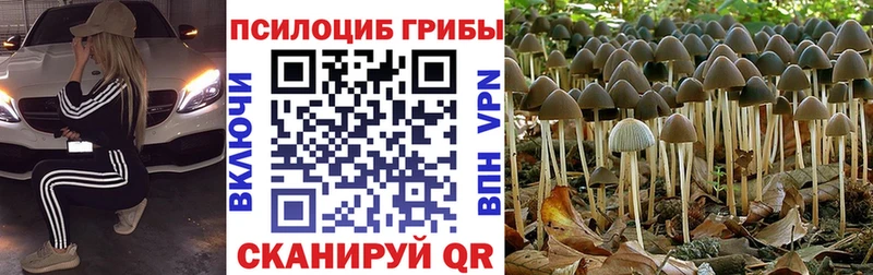 Псилоцибиновые грибы GOLDEN TEACHER Тбилисская